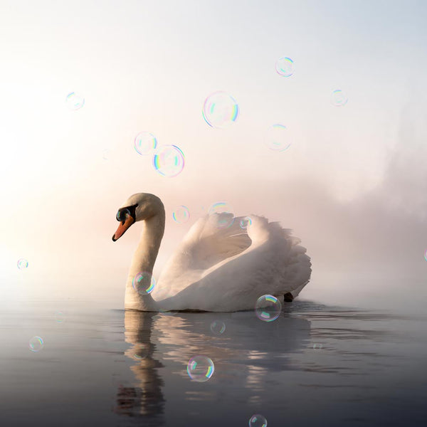 Bubbles 001 Group A - 12 PNG Transparent Overlays High Resolution Compositions - Instant Download Digital Clip art